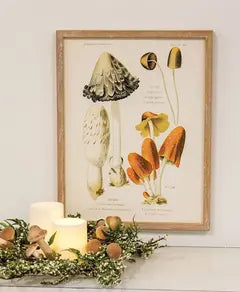 Framed Print, Vintage Scientific Mushroom Trio