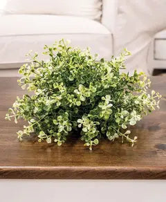 Cream Tipped Baby Grass Half Sphere