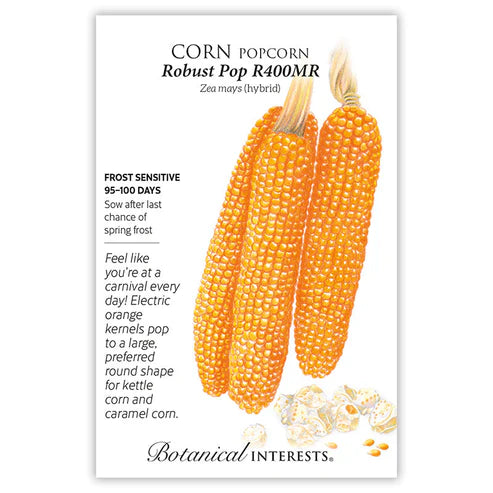 Seed BI Corn Popcorn Robust Pop hybrid