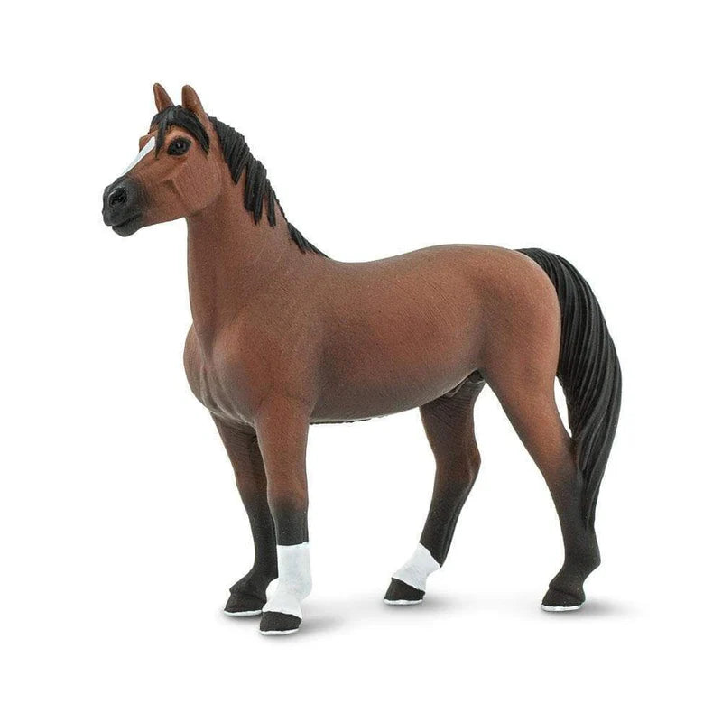 Safari Morgan Stallion