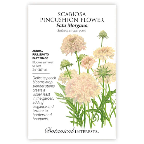 Seed BI Scabiosa Fata Morgana