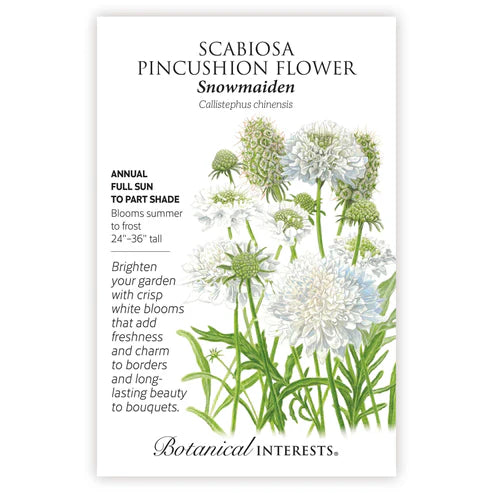 Seed BI Scabiosa Pincushion Flower Snowmaiden