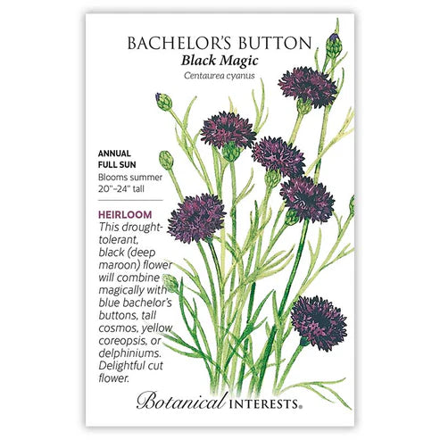Seed BI Bachelor Button Black Magic