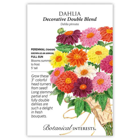 Seed BI Dahlia Decorative Double Blend
