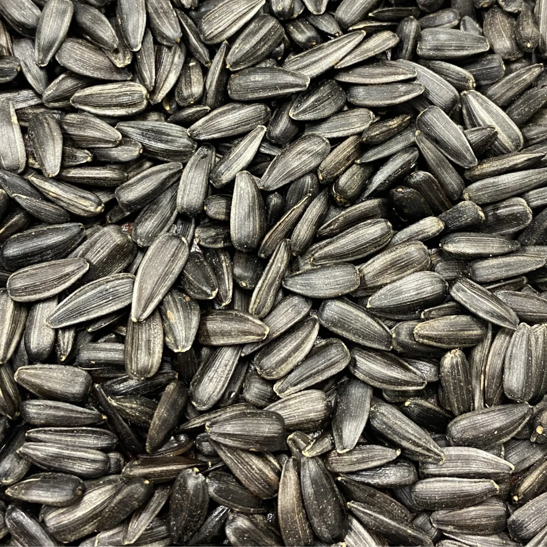 Black Oil Sunflower 50lb