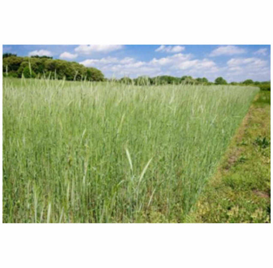 Elbon Cereal Rye (Winter Rye) 50lb