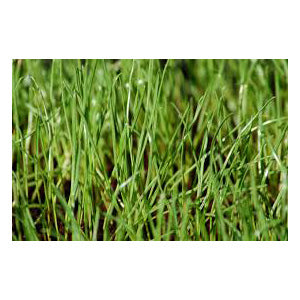 Contractor Fescue/Rye Blend Grass Seed 50lb