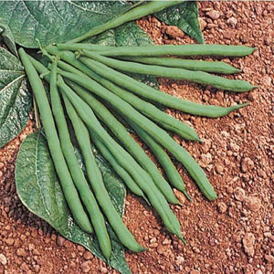 G-S Beans Jade 8oz