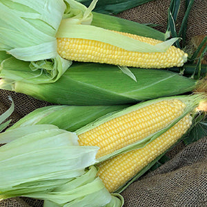 G-S Corn Incredible 8oz