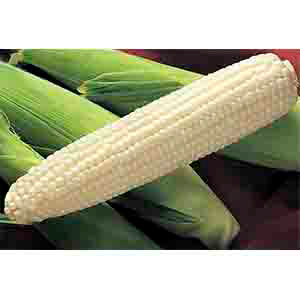 G-S Corn Silver King 8oz