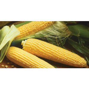 G-S Corn Golden Queen Hybrid 8oz