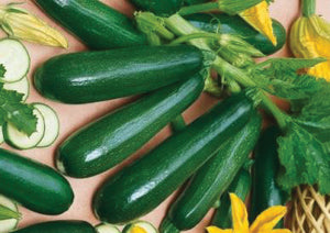 G-S Squash Zucchini Dark 1oz