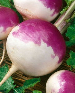 G-S Turnip Seven Top 1oz