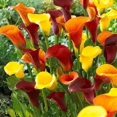 Calla Lilly Tequila Sunrise Mixed 3 ct