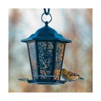 Black Carriage Lantern Feeder