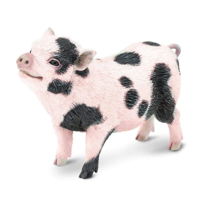 Safari Pot Bellied Pig