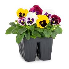 Plant 4 pack Pansy/Viola 804