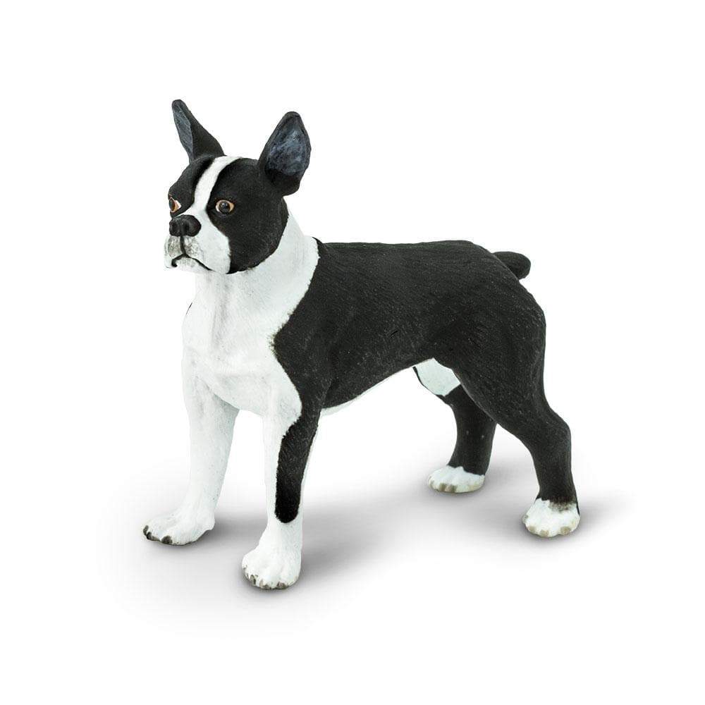 Safari Boston Terrier