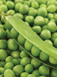 G-S Peas Wando Bush 8oz
