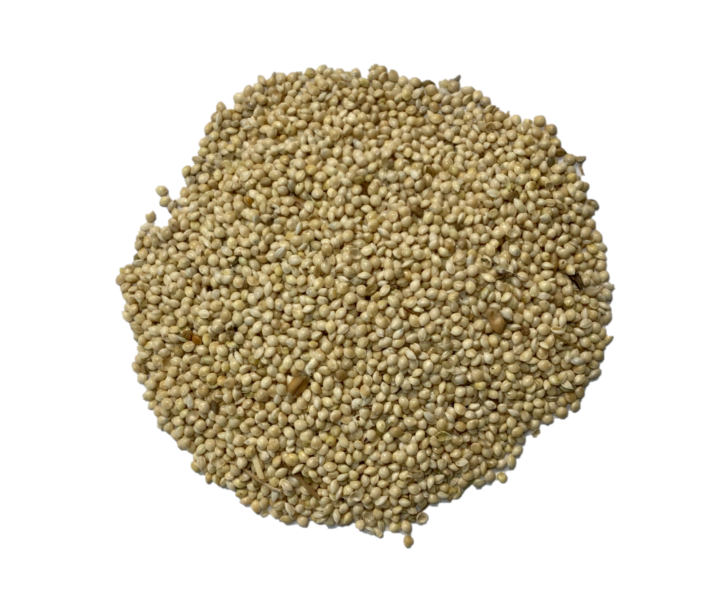 white millet seed planting White Millet