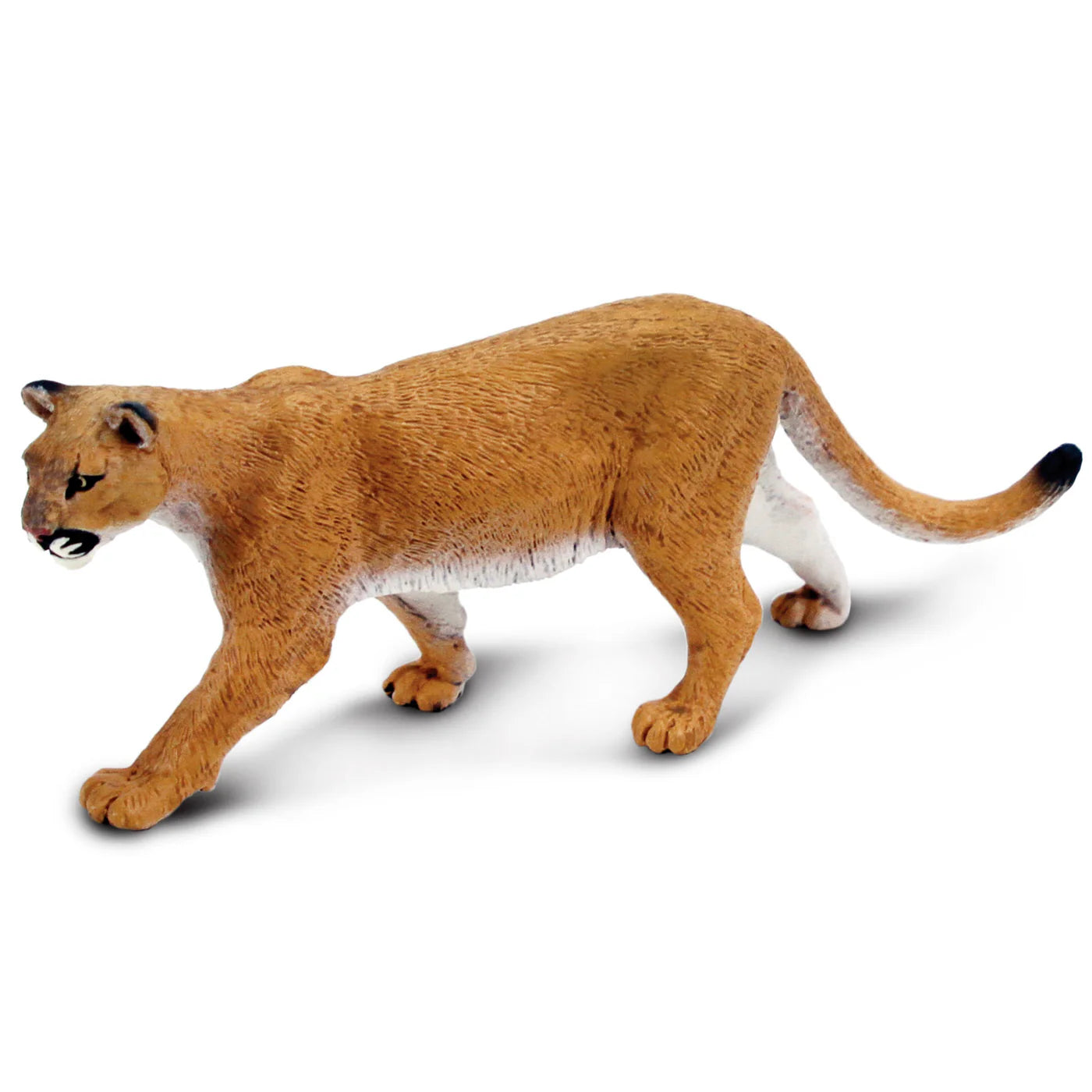 Mountain Lion