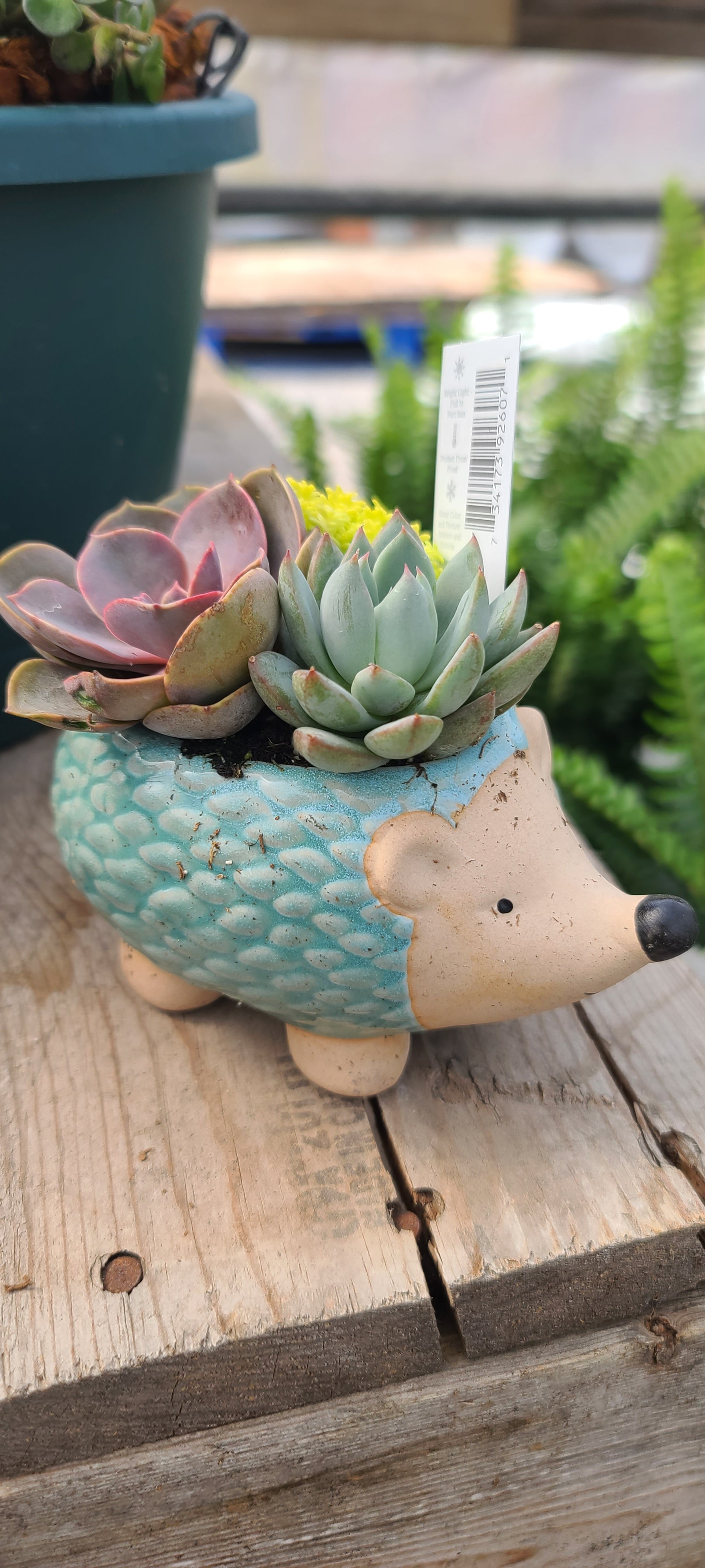Plant Succulent Combo Hedgehog 4.75"