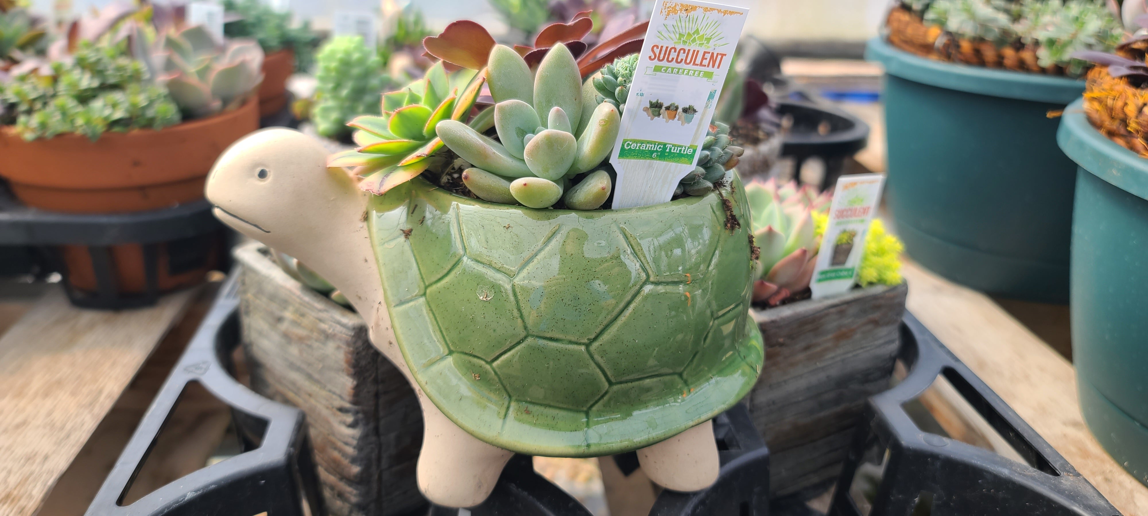Plant Succulent Combo Ceramic Turtle 6"