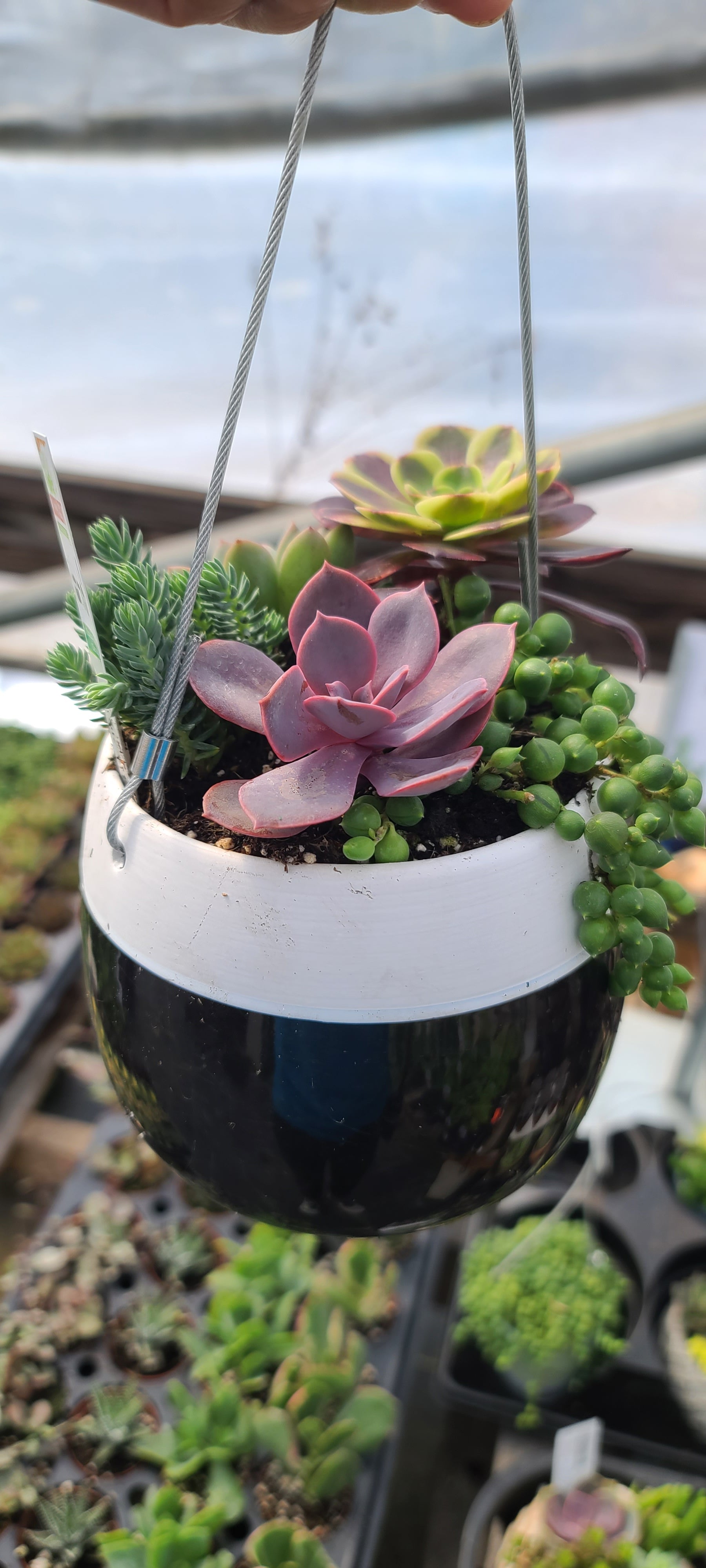 Plant Succulent Combo Hanging Tuxedo 5"