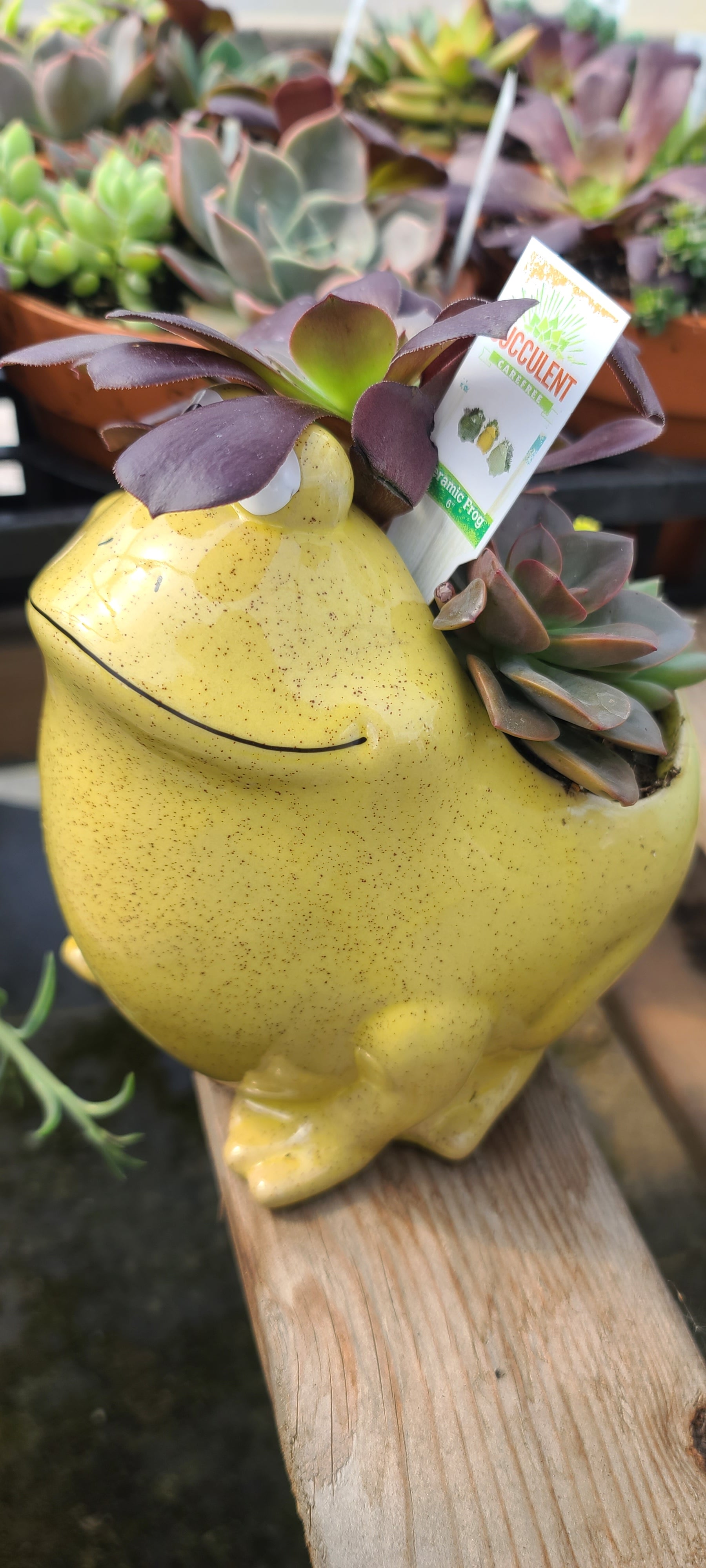 Plant Succulent Combo Ceramic Frog 6"