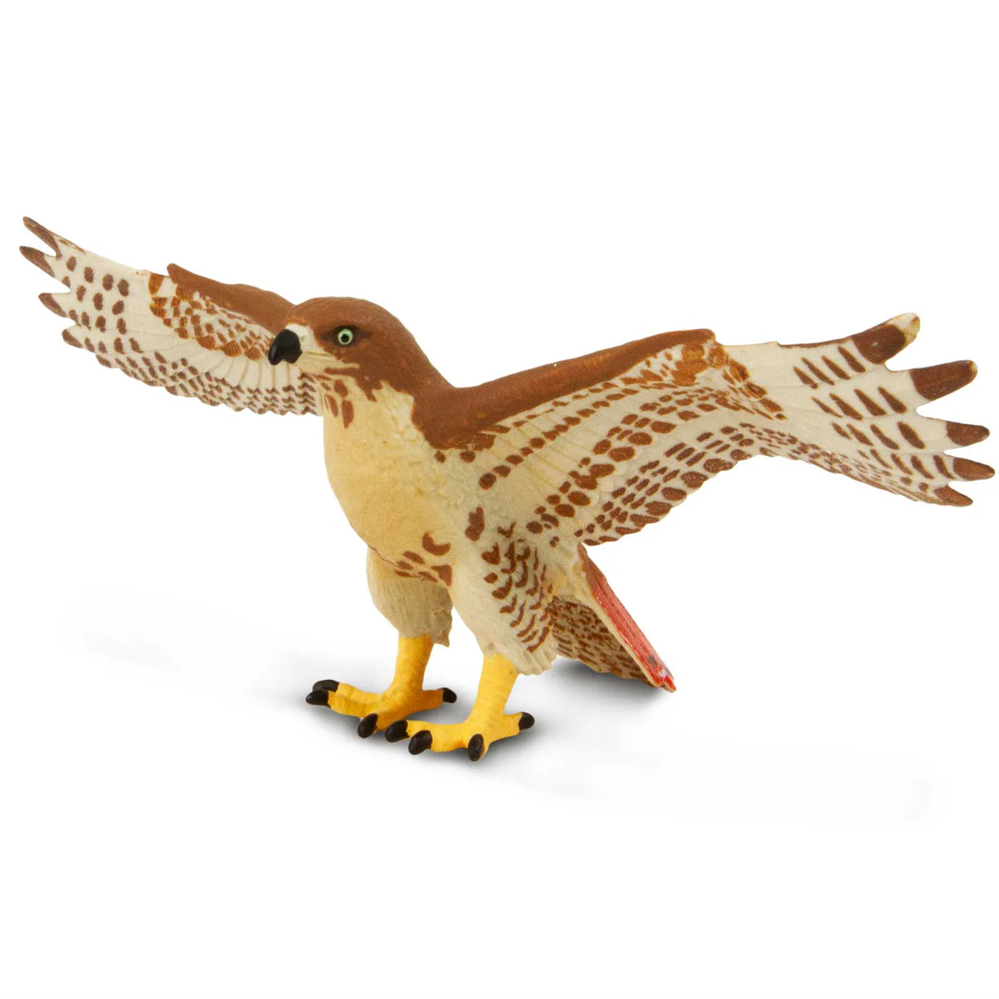 Red Tailed Hawk