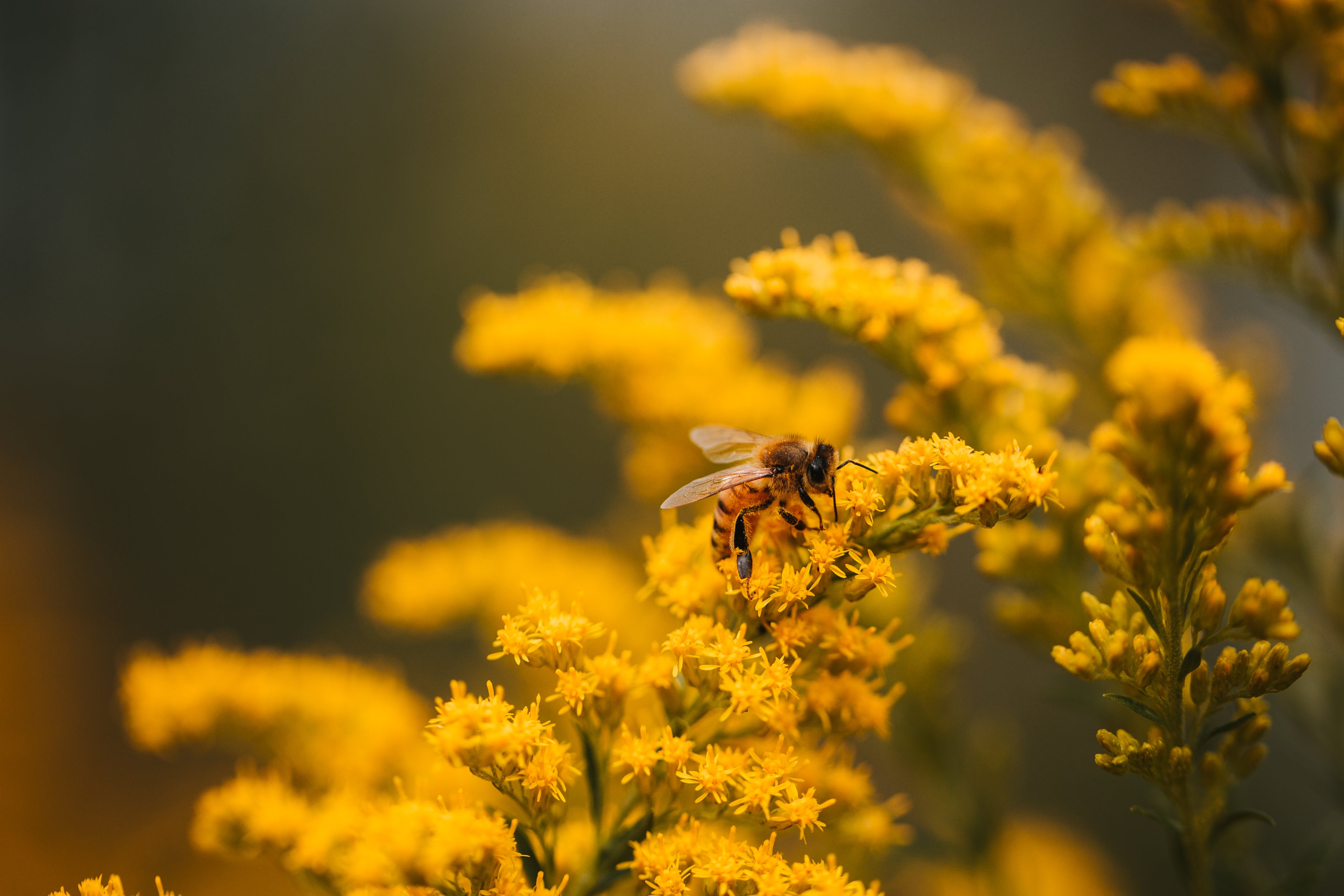 Bee Tools