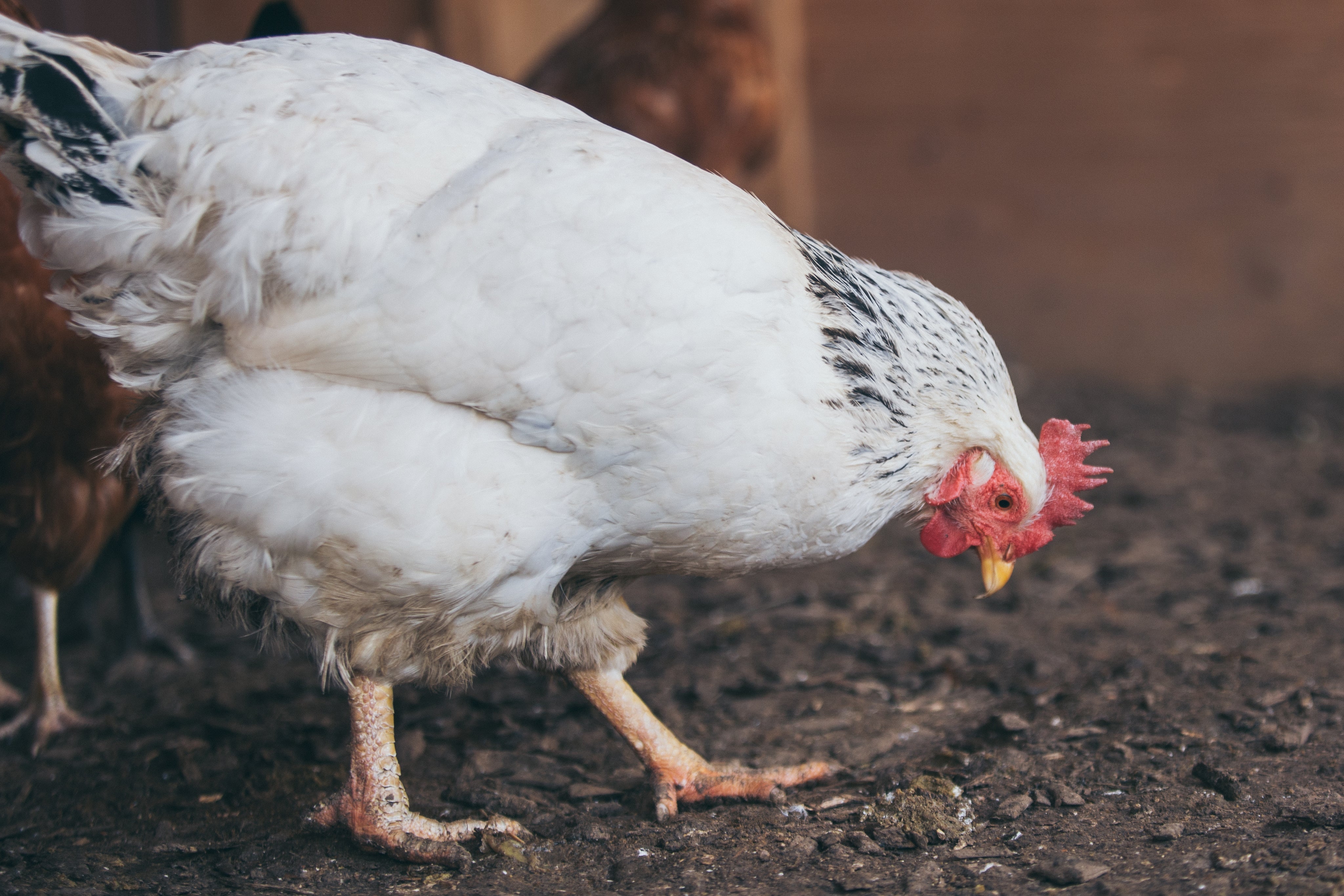 Poultry