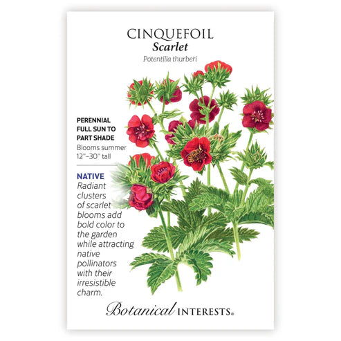 Seed BI Cinquefoil Scarlet