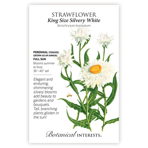 Seed BI Strawflower King Size Silvery White