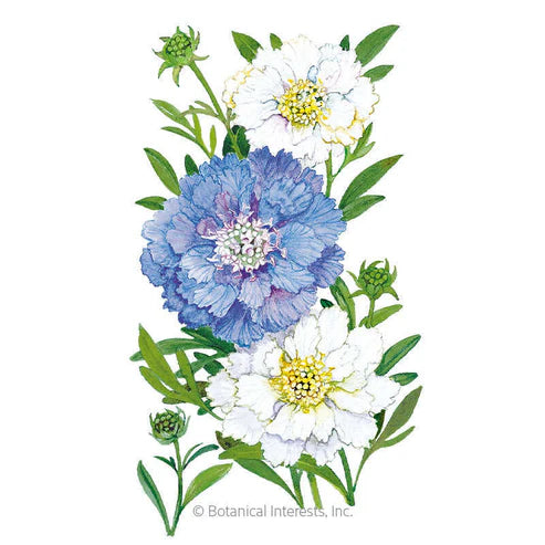 Seed BI Scabiosa Isaac House Blend