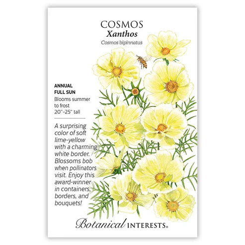 Seed BI Cosmos Xanthos
