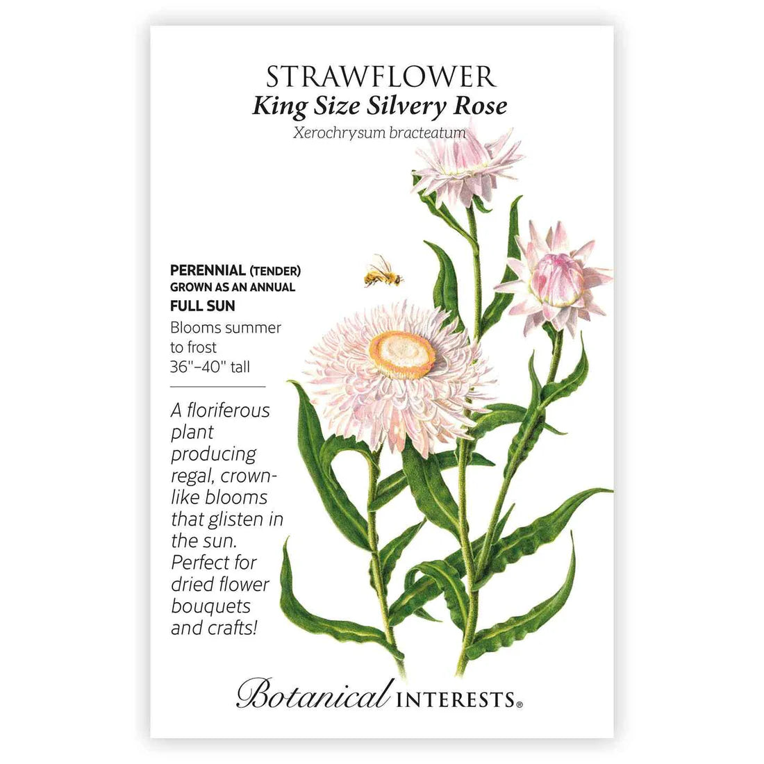 Seed BI Strawflower King Size Silvery Rose