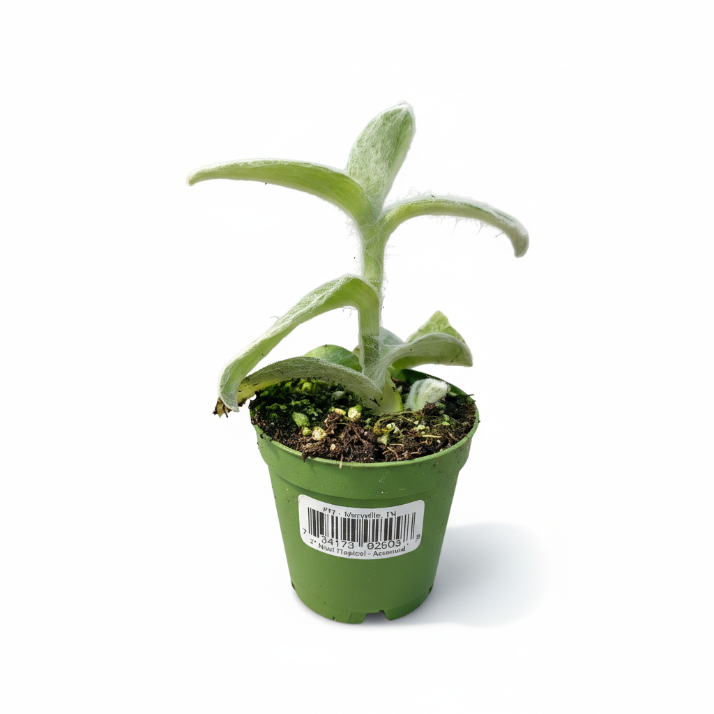 Plant 2" Foliage
