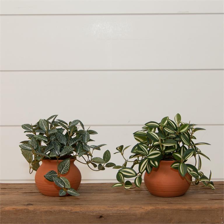 Potted Tradescantia Zebrina Plant