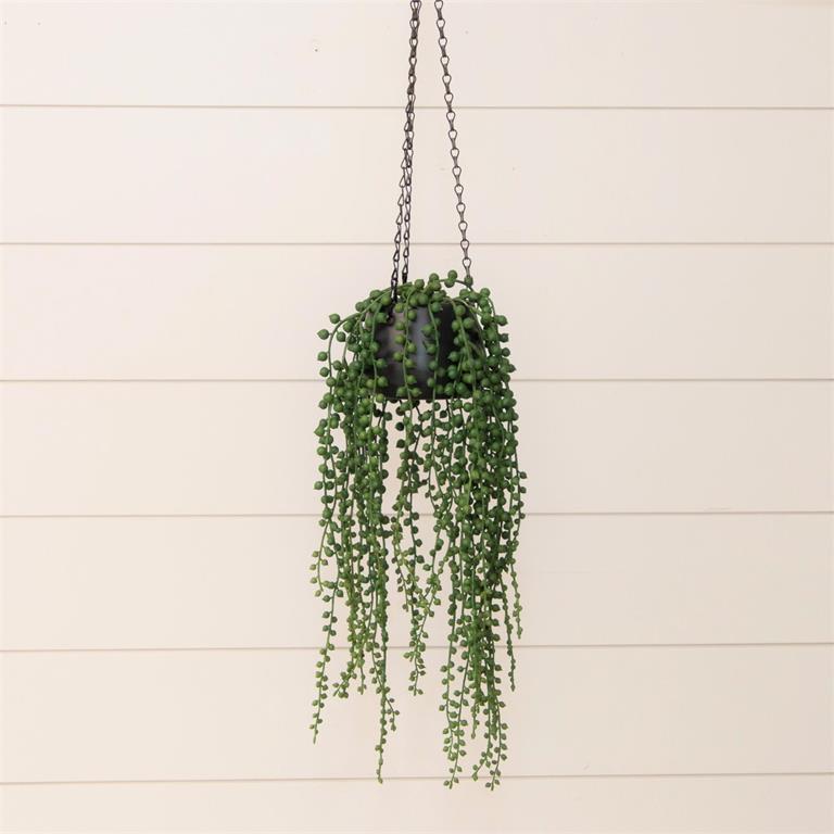 String Of Pearls In Hanging Pot