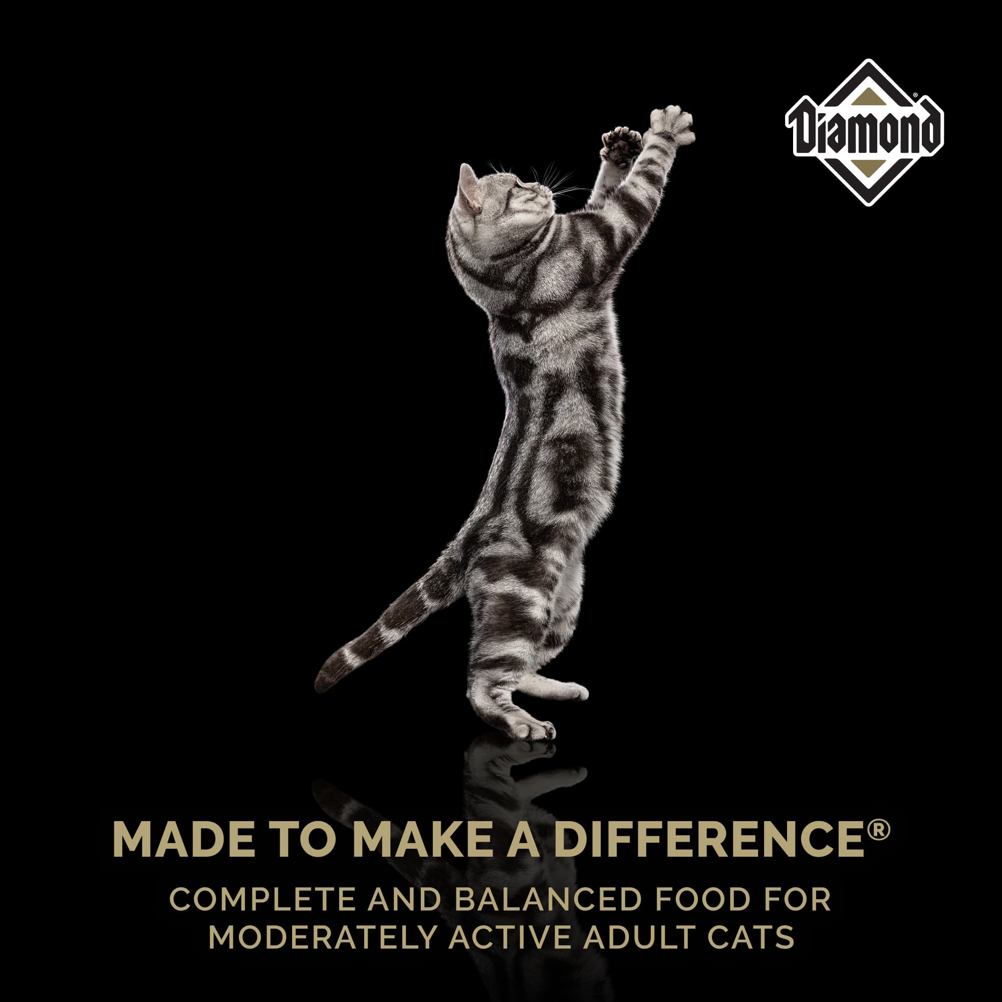 Diamond Cat Maintenance 40lb