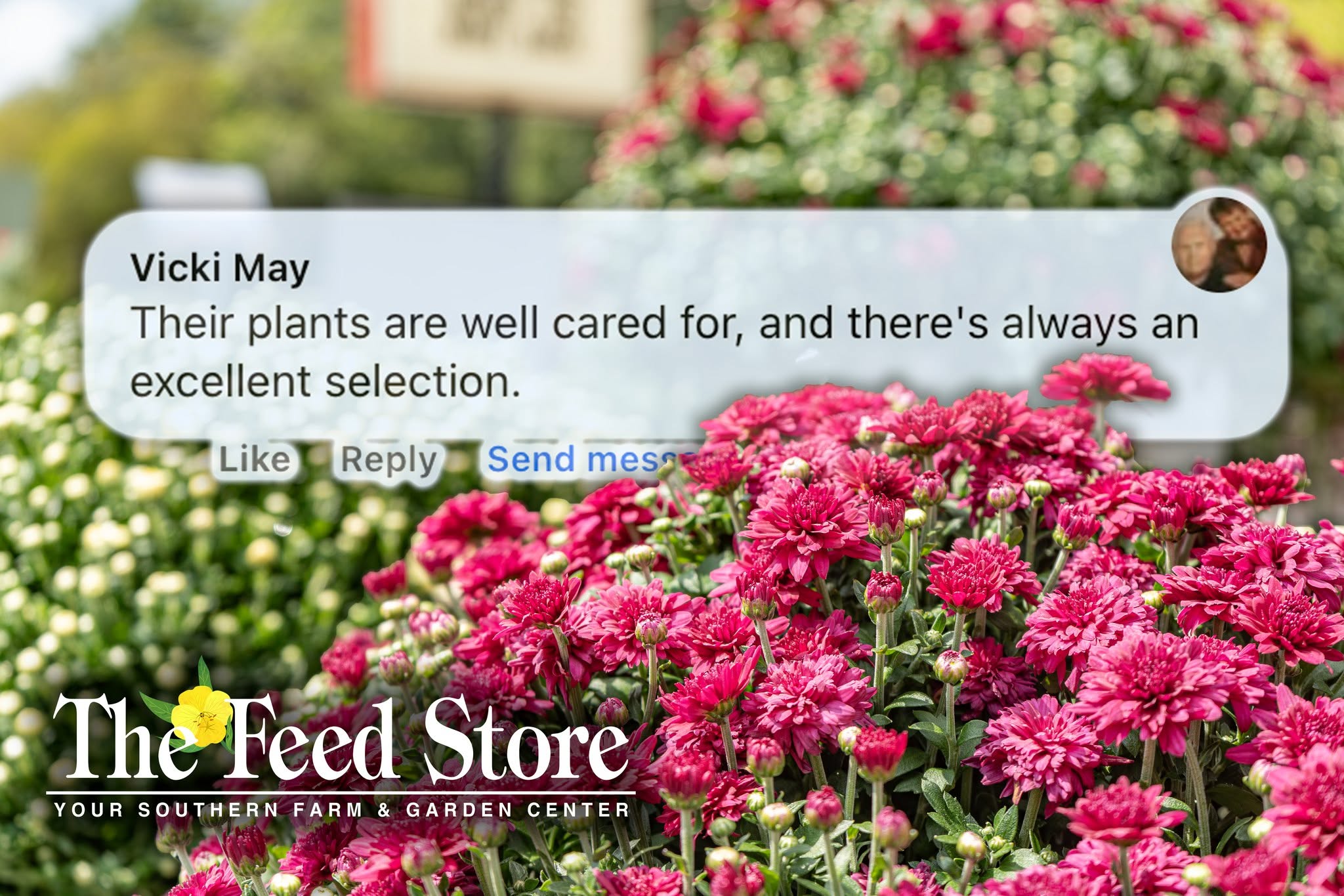Pink flowers with a comment overlay and 'The Feed Store' branding.
"Their plants are well cared for, and there's always an excellent selection."