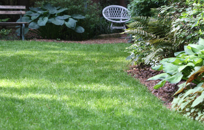 Falcons Fescue Blend Grass Seed 50lb