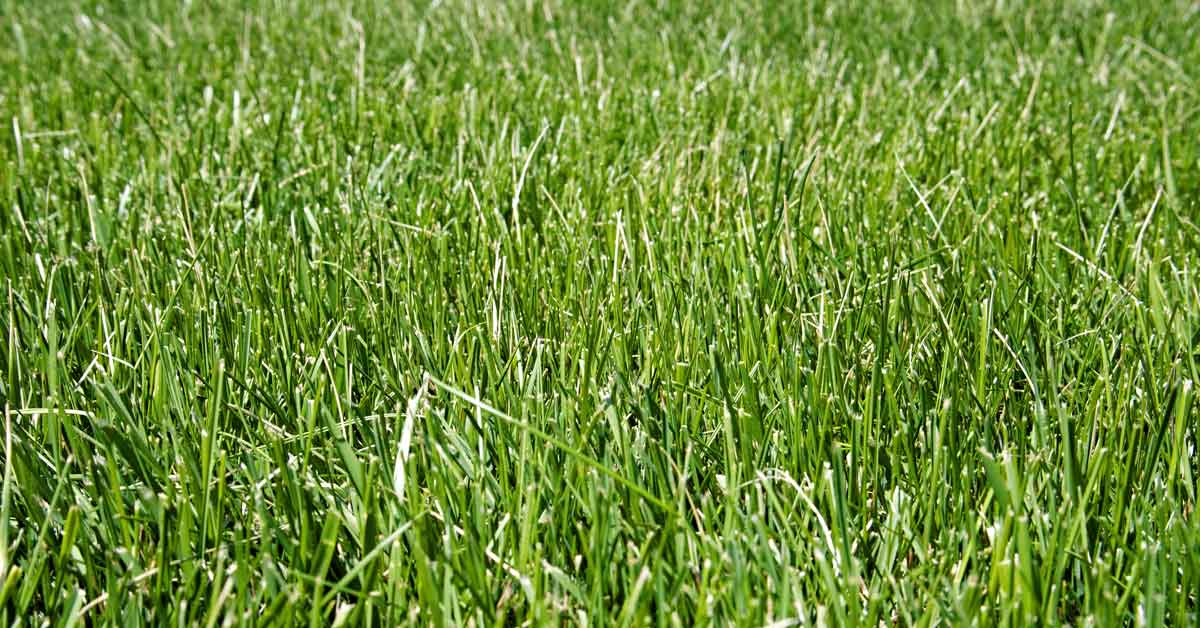 Southern Supreme Fescue Blend Grass Seed 50lb