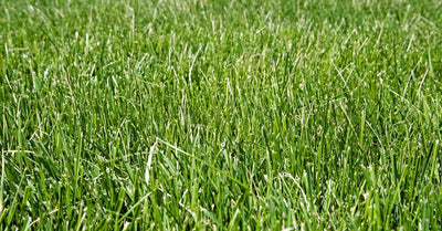 Southern Supreme Fescue Blend Grass Seed 50lb