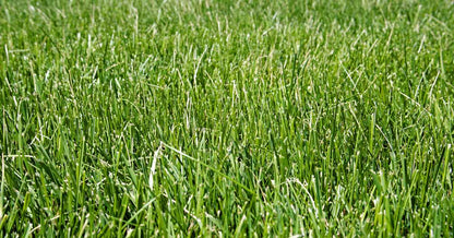 Southern Supreme Fescue Blend Grass Seed 50lb