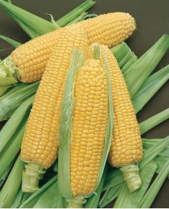 G-S Corn Bodacious 8oz