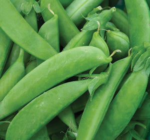 G-S Peas Sugar Snap 8oz