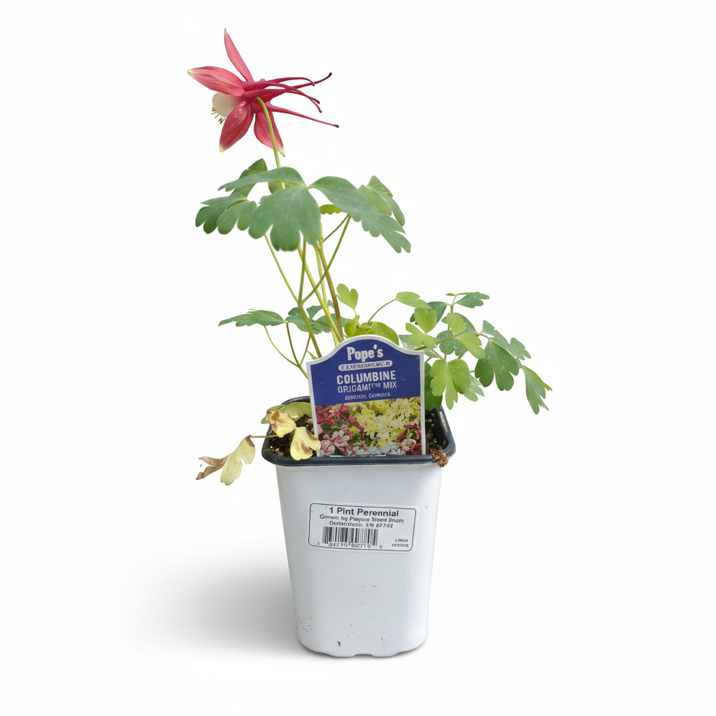 Plant Pint Perennial