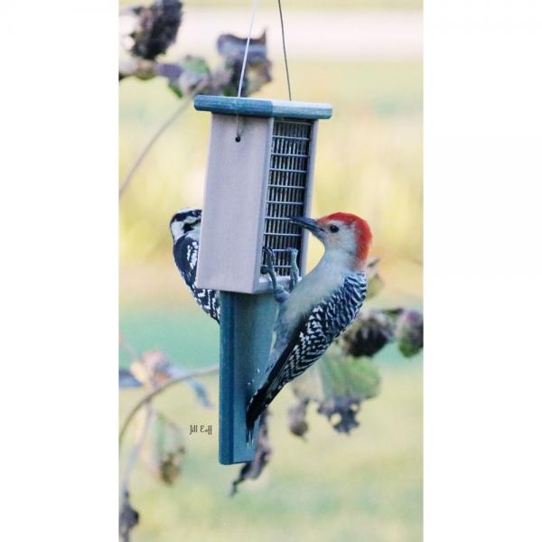 Suet Feeder w/ Tail Prop Hunter Driftwood
